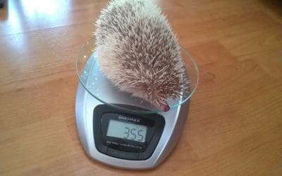 Párgyakorlatok: Méricskélés?