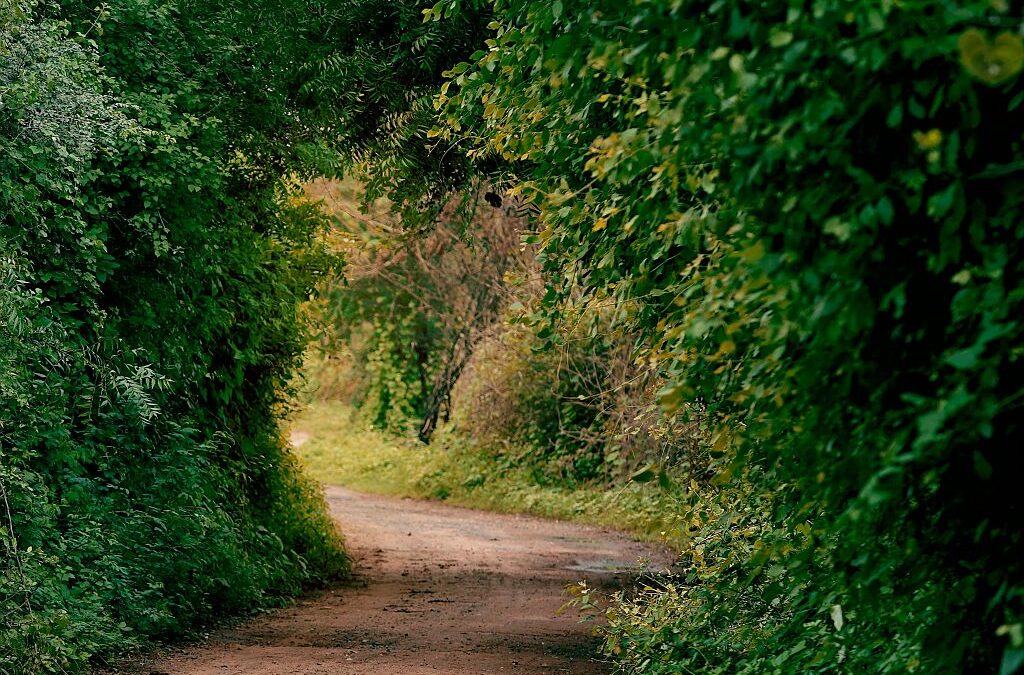 TermészetBarát zarándokséta Szent Ferenc nyomában